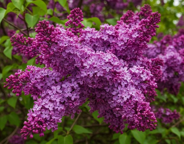 В Калининграде посадят ещё 150 кустов сирени из коллекции «Сирень Победы» В Калининграде посадят ещё 150 кустов сирени из коллекции «Сирень Победы»