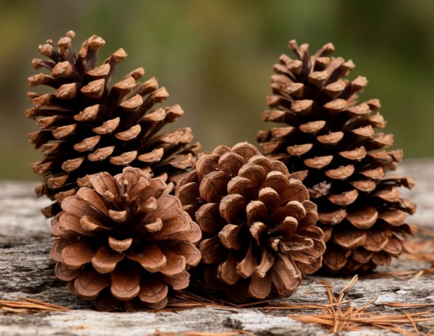 В Калининградской области завершили заготовку семян сосны В Калининградской области завершили заготовку семян сосны