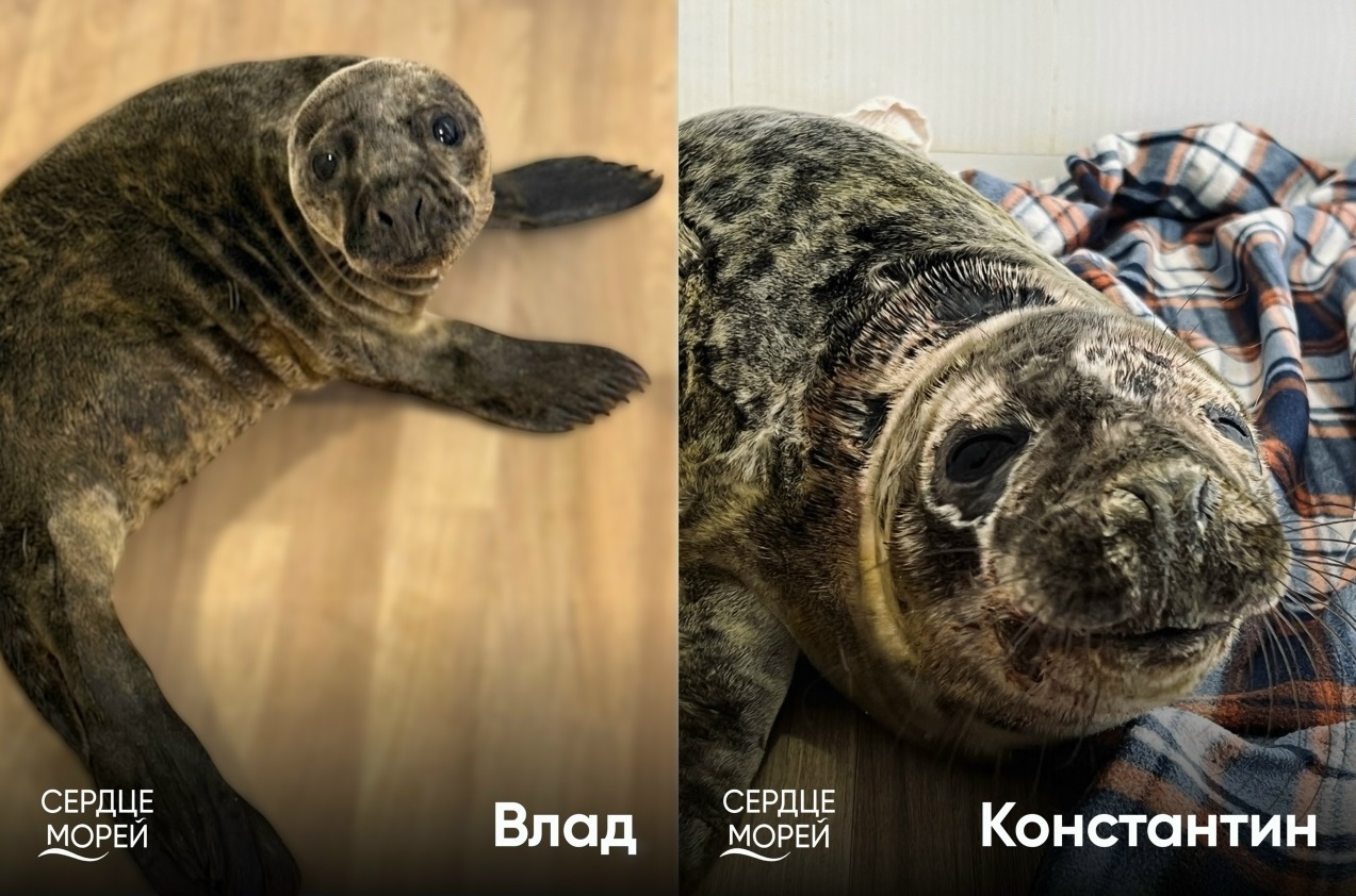 Реабилитацию в «Сердце Морей» проходят уже восемь тюленят Реабилитацию в «Сердце Морей» проходят уже восемь тюленят