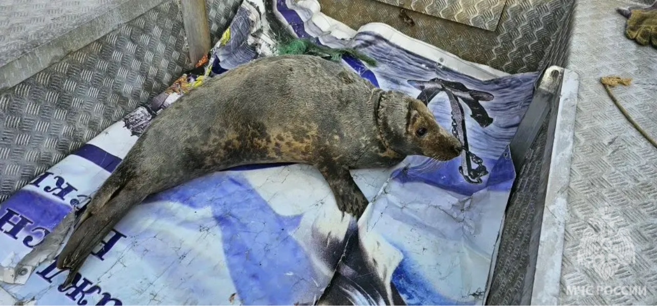 Спасатели освободили тюленя из рыболовной сети на Балтийской косе Спасатели освободили тюленя из рыболовной сети на Балтийской косе