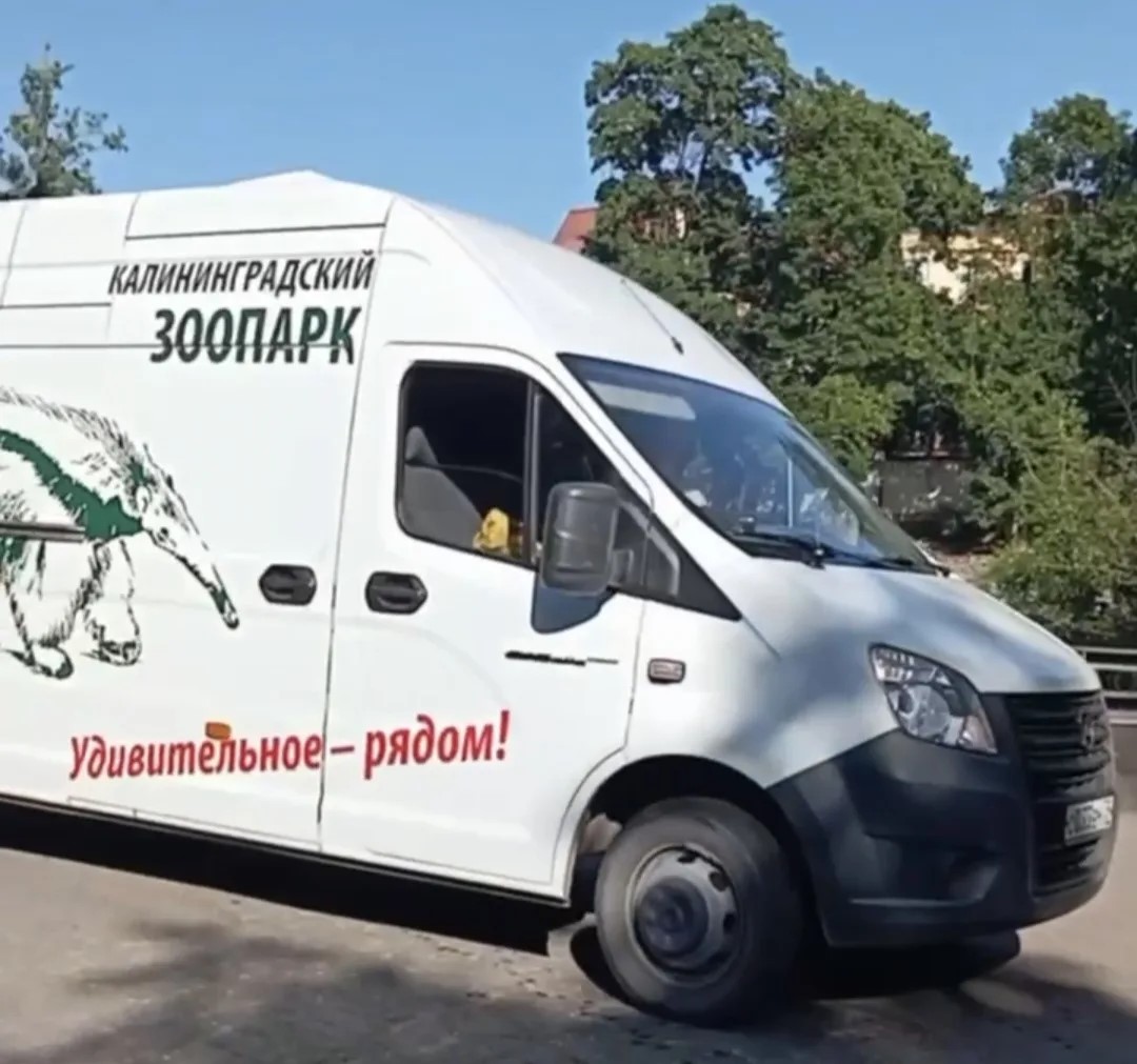 В Калининградский зоопарк привезли гималайского медведя В Калининградский зоопарк привезли гималайского медведя