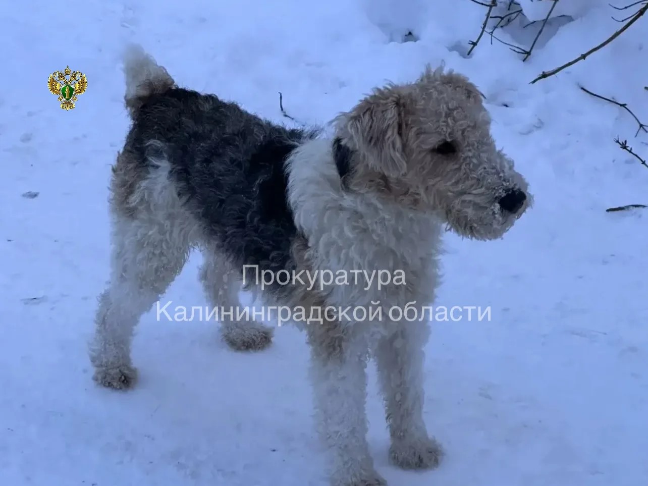 Пенсионерке из Краснознаменска выплатят моральную компенсацию за нападение собаки Пенсионерке из Краснознаменска выплатят моральную компенсацию за нападение собаки