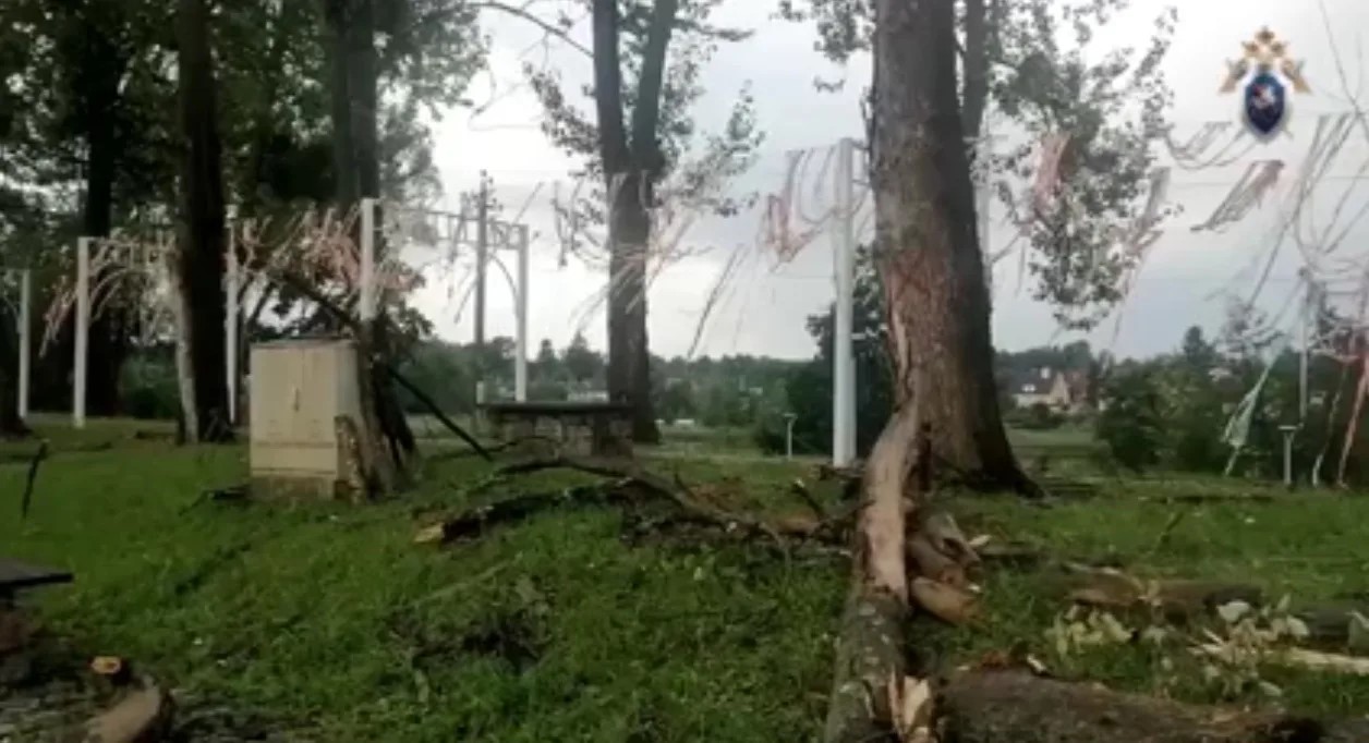 В Багратионовске рабочий погиб после падения с дерева: проводится проверка В Багратионовске рабочий погиб после падения с дерева: проводится проверка