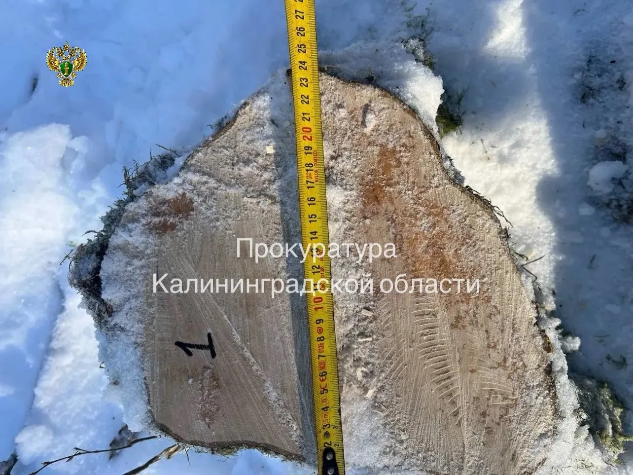 В Правдинском районе мужчина незаконно срубил дуб и граб на 717 тысяч рублей В Правдинском районе мужчина незаконно срубил дуб и граб на 717 тысяч рублей