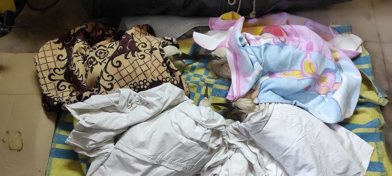 Ураган в Калининградской области снёс гнёзда аистов: птенцы нуждаются в помощи Ураган в Калининградской области снёс гнёзда аистов: птенцы нуждаются в помощи
