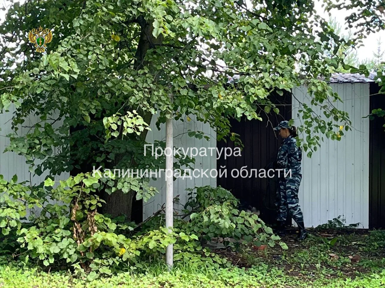 Жительницу Калининграда будут судить по делу об убийстве новорожденного ребёнка Жительницу Калининграда будут судить по делу об убийстве новорожденного ребёнка