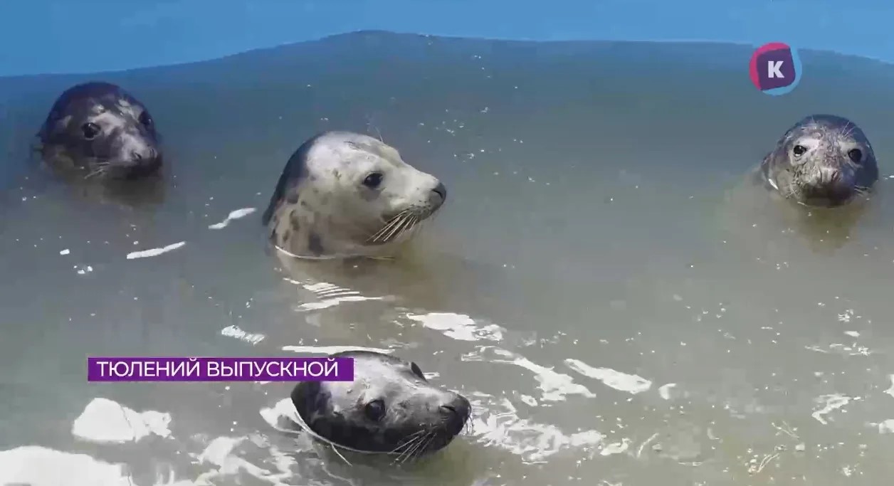 Три краснокнижных серых тюленя вернулись в Балтийское море после реабилитации Три краснокнижных серых тюленя вернулись в Балтийское море после реабилитации