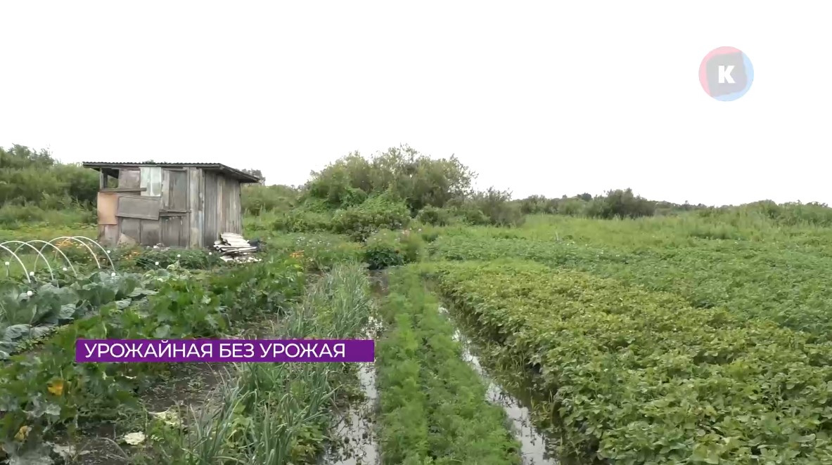 Урожай под угрозой: дачники под Калининградом бьют тревогу из-за потопа Урожай под угрозой: дачники под Калининградом бьют тревогу из-за потопа