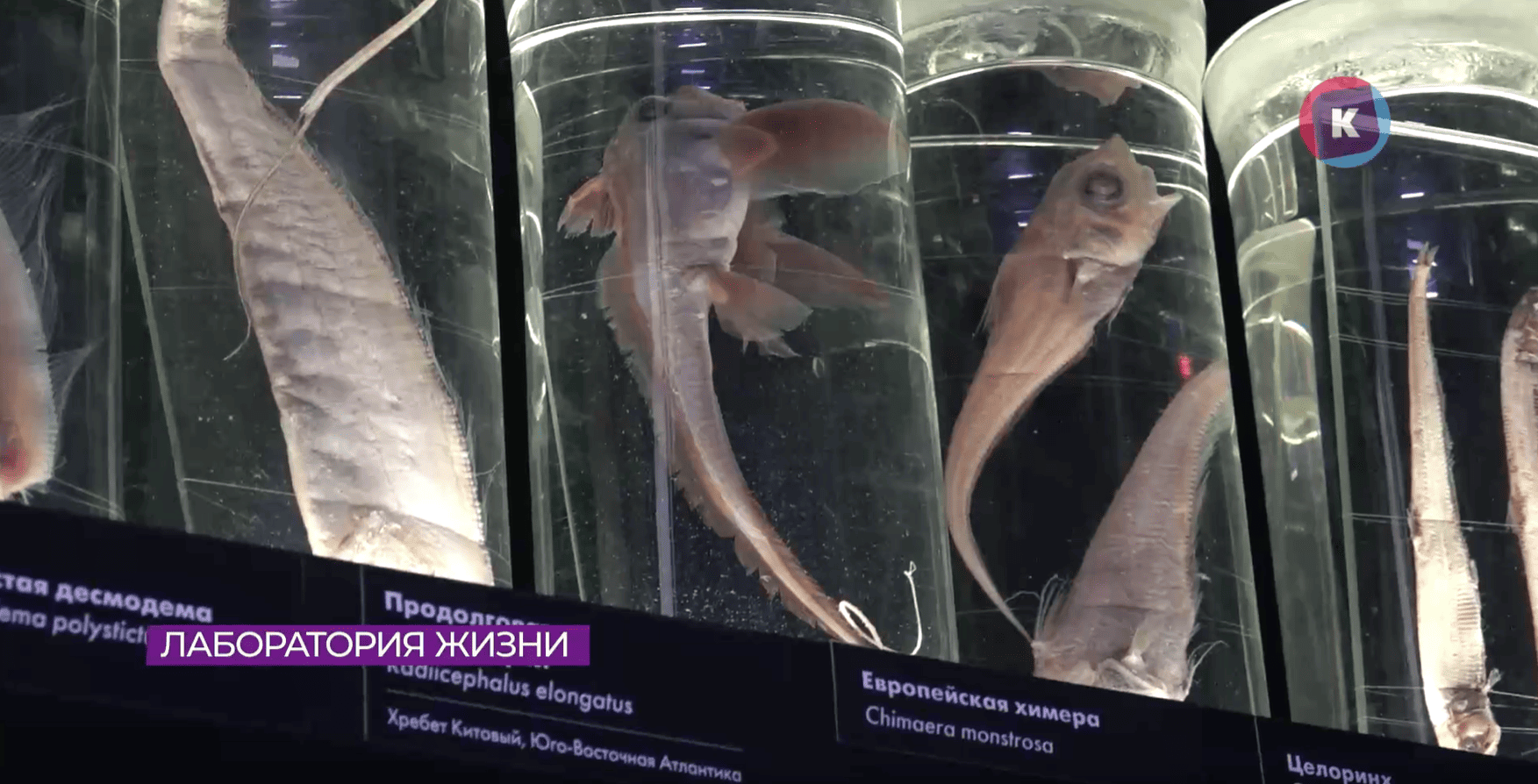 В «Планете океан» открылось пространство «Лаборатория жизни» В «Планете океан» открылось пространство «Лаборатория жизни»