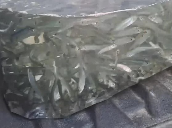 Более 9 тысяч мальков балтийского сига выпустили в Куршский залив Более 9 тысяч мальков балтийского сига выпустили в Куршский залив