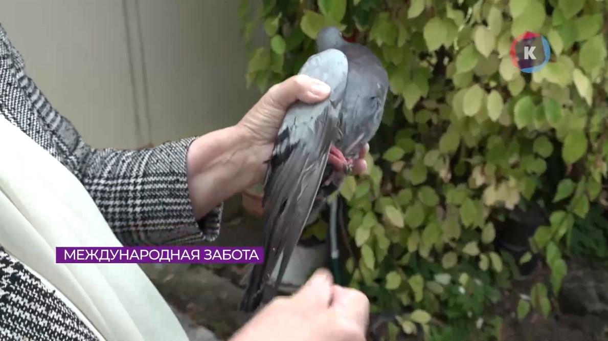 Калининградские пенсионеры выхаживают заблудившегося польского голубя Калининградские пенсионеры выхаживают заблудившегося польского голубя
