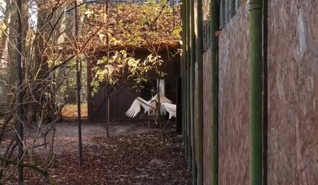 «Журавли прилетели»: Первый день весны принёс возвращение перелётных птиц «Журавли прилетели»: Первый день весны принёс возвращение перелётных птиц