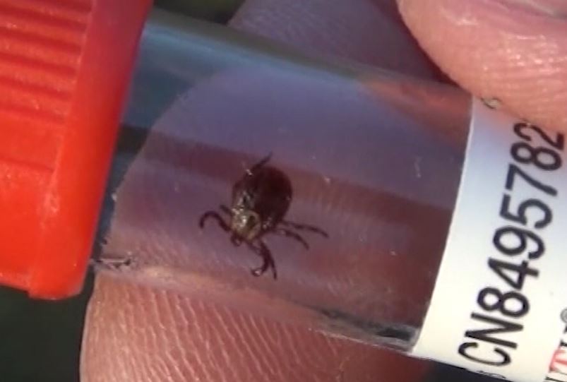 В Калининградской области проснулись клещи: как защитить себя от этих членистоногих? В Калининградской области проснулись клещи: как защитить себя от этих членистоногих?