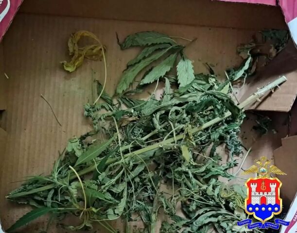 Фото кустов на балконе подвели калининградца под уголовную статью Фото кустов на балконе подвели калининградца под уголовную статью