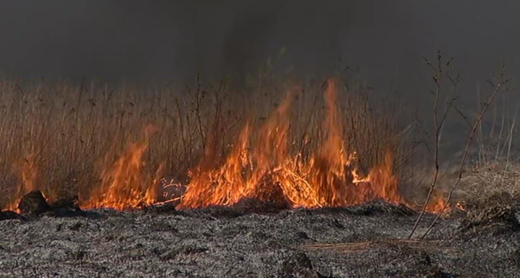 Опасно и наказуемо: в Гвардейске и Гусеве зафиксировали первые случаи пала травы Опасно и наказуемо: в Гвардейске и Гусеве зафиксировали первые случаи пала травы