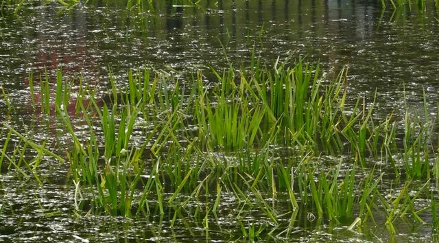 Администрация заказала проект очистки пруда «Поплавок» Администрация заказала проект очистки пруда «Поплавок»