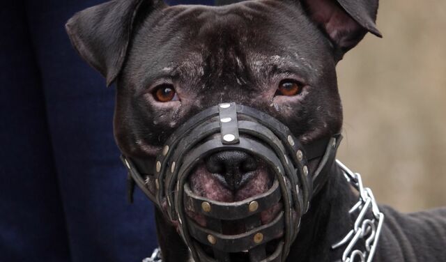 Хозяйка питбуля рассказала, почему её пёс погрыз лицо её гостю Хозяйка питбуля рассказала, почему её пёс погрыз лицо её гостю