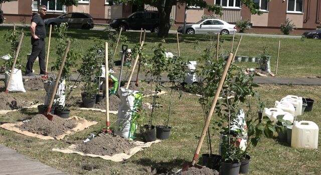 150 кустов сирени высадили выпускники-2026 в Калининграде 150 кустов сирени высадили выпускники-2026 в Калининграде