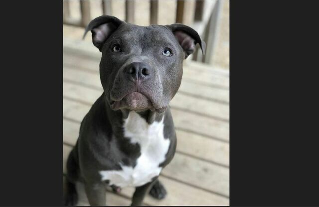 В Калининграде питбуль обезобразил лицо калининградца В Калининграде питбуль обезобразил лицо калининградца